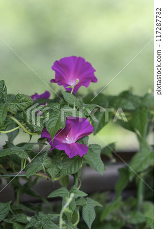 變牽牛花782 117287782