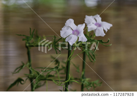 Changed Morning Glory 783 Changed Morning Glory 783 117287928