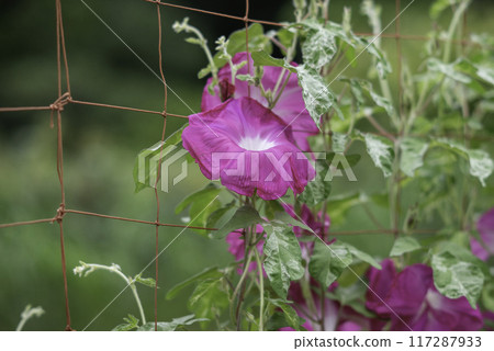 變牽牛花787 117287933