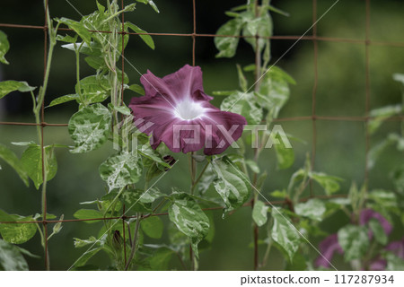 Changed Morning Glory 788 117287934