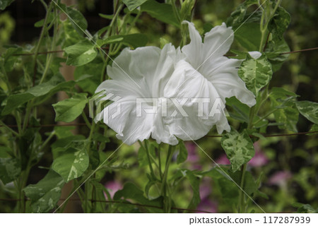 Changed Morning Glory 793 117287939