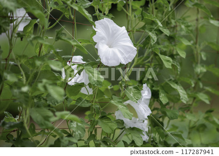 Changed Morning Glory 795 117287941