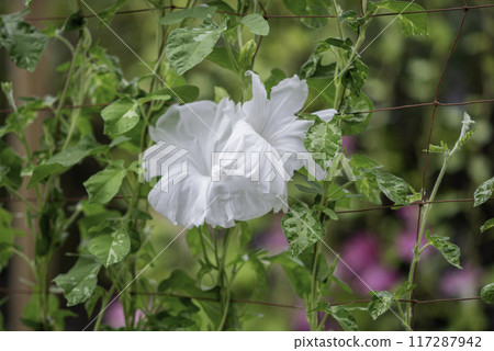 Changed Morning Glory 796 117287942