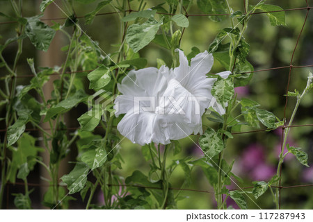 Changed Morning Glory 797 117287943