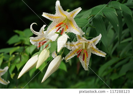 山百合花和芽 117288123