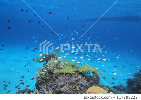 藍色的海、珊瑚和魚水下照片 117288222
