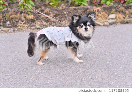 Chihuahua walking in manner wear 117288395