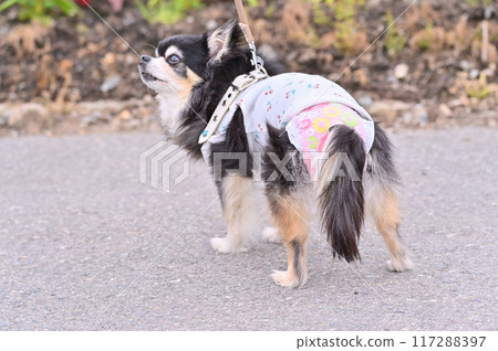 Chihuahua walking in manner wear Chihuahua walking in manner wear 117288397