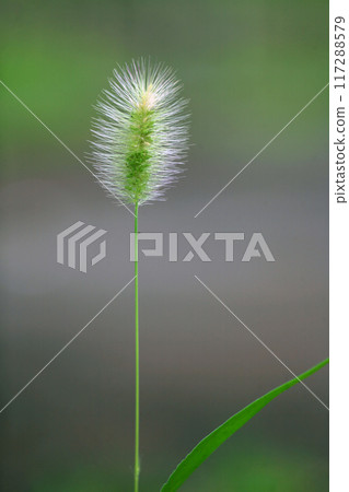 Green foxtail on the curb 117288579