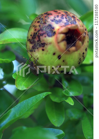 Pomegranate and brown marmorated stink bug 117288580