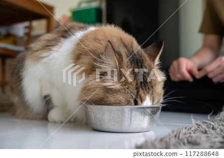 Persian cat while eating food in a bowl. House cats evolved from hunters who ate high amounts of protein and some fat and carbohydrates. Persian cat while eating food in a bowl. House cats evolved from hunters who ate high amounts of protein and some fat and carbohydrates. 117288648
