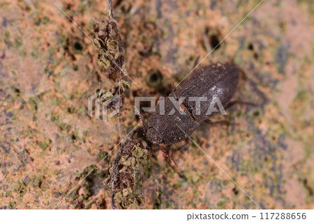 Living creatures, insects, Himesabikikori, small sabikikori. It is about 8 to 10 mm in size. Living creatures, insects, Himesabikikori, small sabikikori. It is about 8 to 10 mm in size. 117288656
