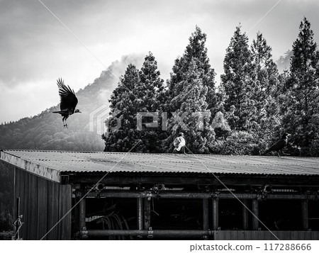 The Three Crows Descend ~Morning Scene~ 117288666