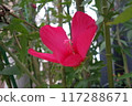 Flowers 117288671