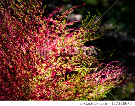 秋季美麗的開花植物與彩葉的風景 117288673