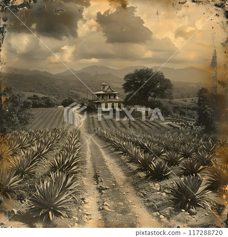 Old photo of Traditional Agave Farming and Tequila Production in Scenic Jalisco Countryside 117288720