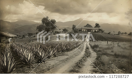 Old photo of Traditional Agave Farming and Tequila Production in Scenic Jalisco Countryside 117288727