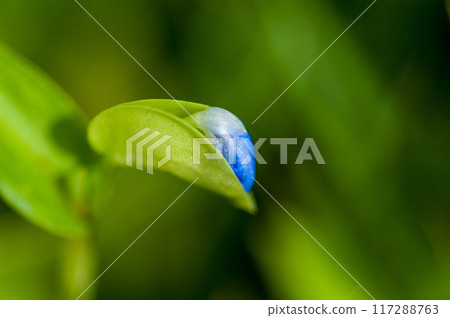 露草的芽 117288763
