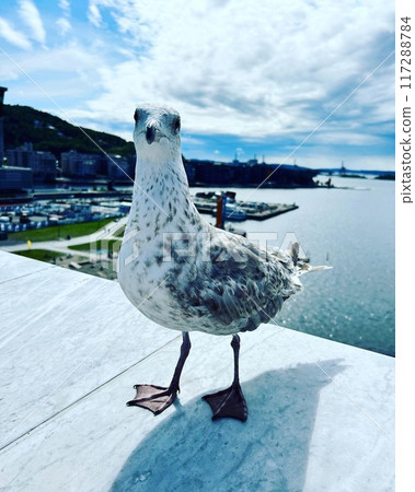 挪威奧斯陸的海鷗 117288784