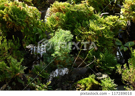 岩松和紅木盆景 117289018