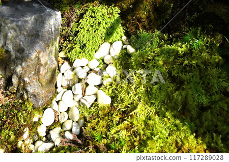 岩松和紅木盆景 117289028