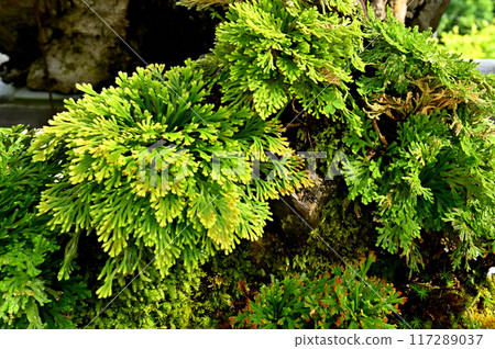 Bonsai of Iwamatsu and Dendrobium 117289037