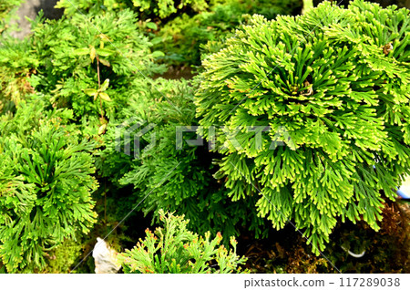Bonsai of Iwamatsu and Dendrobium Bonsai of Iwamatsu and Dendrobium 117289038