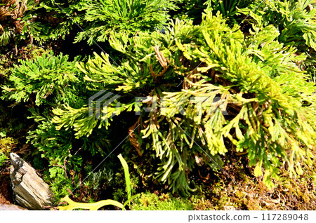 岩松和紅木盆景 117289048