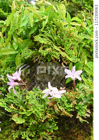 Bonsai of Iwamatsu and Dendrobium 117289063