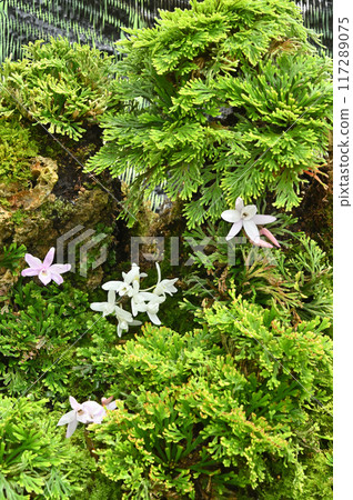 Bonsai of Iwamatsu and Dendrobium Bonsai of Iwamatsu and Dendrobium 117289075
