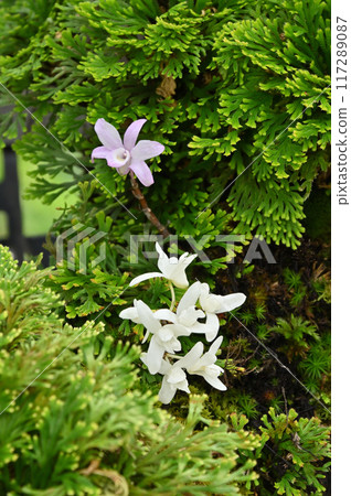 Bonsai of Iwamatsu and Dendrobium Bonsai of Iwamatsu and Dendrobium 117289087