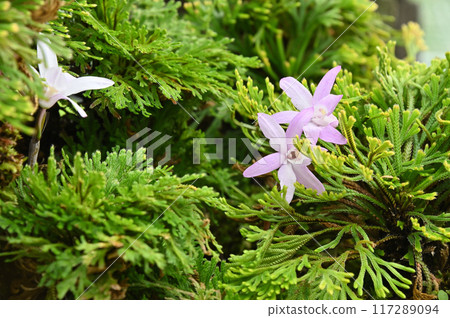 Bonsai of Iwamatsu and Dendrobium 117289094