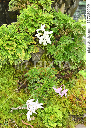 Bonsai of Iwamatsu and Dendrobium 117289099