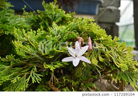 Bonsai of Iwamatsu and Dendrobium 117289104