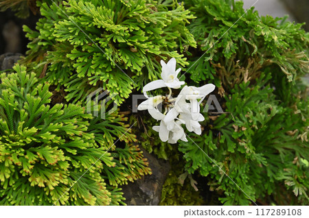 Bonsai of Iwamatsu and Dendrobium 117289108