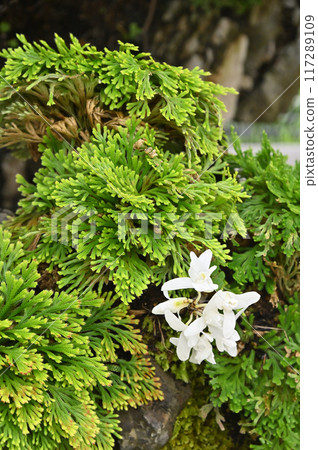 Bonsai of Iwamatsu and Dendrobium 117289109