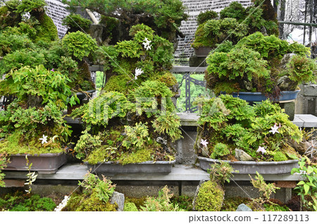 岩松和紅木盆景 岩松和紅木盆景 117289113