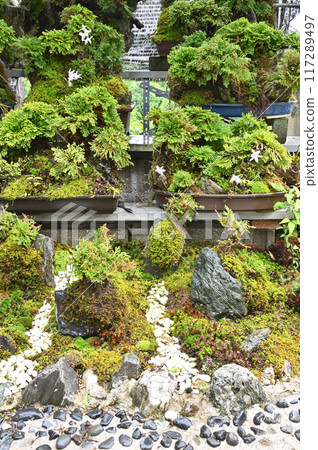 岩松和紅木盆景 117289497