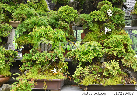 岩松和紅木盆景 岩松和紅木盆景 117289498