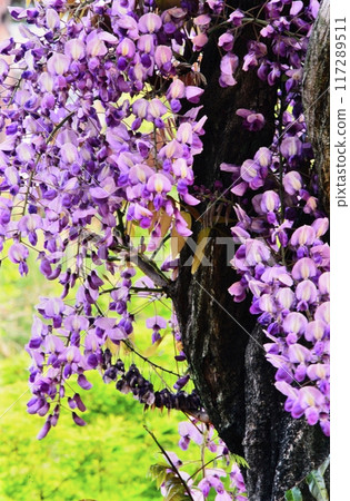 廣島縣世羅町世羅農場的富士山 117289511