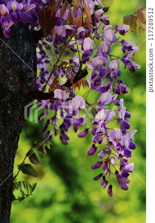 廣島縣世羅町世羅農場的富士山 廣島縣世羅町世羅農場的富士山 117289512