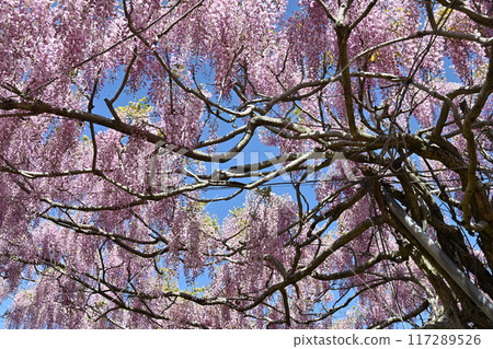 廣島縣世羅町世羅農場的富士山 117289526