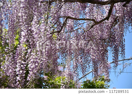 廣島縣色羅鎮色羅農場富士樹幹 117289531