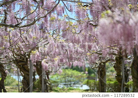 廣島縣世羅町世羅農場的富士山 117289532