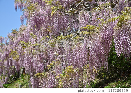 Fuji of Sera Farm in Sera Town, Hiroshima Prefecture Fuji of Sera Farm in Sera Town, Hiroshima Prefecture 117289539