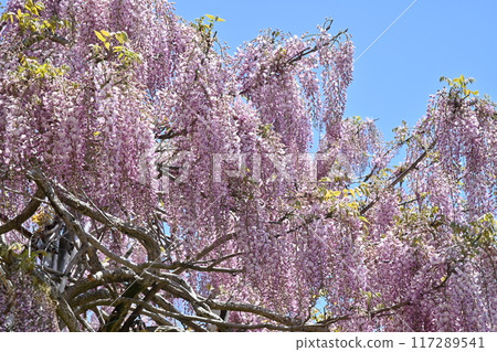 Fuji of Sera Farm in Sera Town, Hiroshima Prefecture 117289541