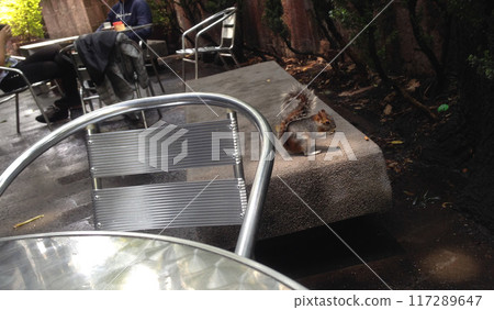Squirrel at a garden cafe in Mexico City 117289647