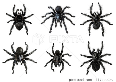 Six Black Tarantulas with Detailed Close-Up Views 117290029