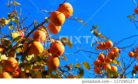 Persimmon tree and blue sky scenery Persimmon tree and blue sky scenery 117290127