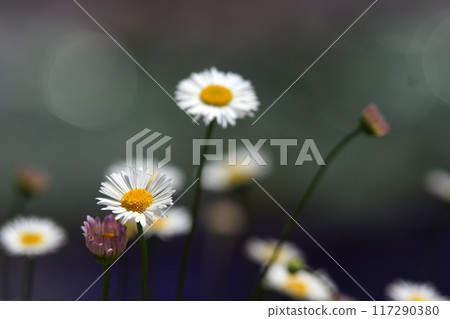 鳥取、四季漫步、鯉魚旗河、瀨戶川 117290380